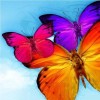 5D DIY Diamond Painting Kits Dream Colorful Butterfly