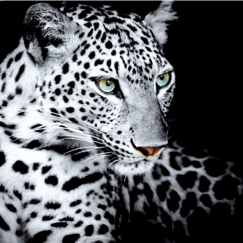 Leopard Close Up – CUSTOM DIAMOND PAINTING KIT