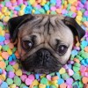 5D DIY Diamond Painting Kits Funny Cute Dog Candy