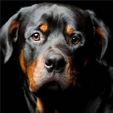 2019 Special Dog Rottweiler Pictures 5d Diy Diamond Painting Kits